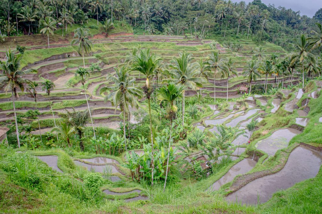 Photo: Philip Nalangan, CC BY 4.0, via Wikimedia Commons